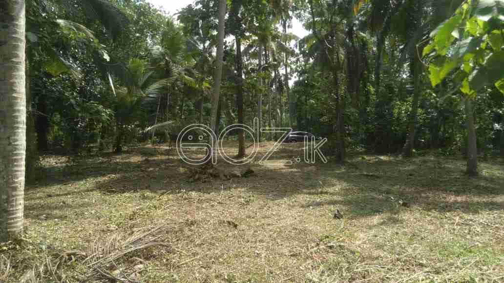 COCONUT LAND FOR SALE Adz.lk Classified Ads & Directory Listing